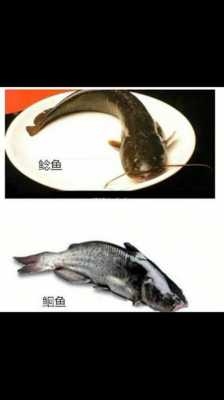 江团鱼和鮰鱼营养价值（江团鱼的好处）