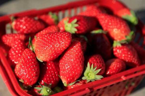 新鲜草莓营养（草莓营养价值高,酸甜可口老少皆宜）