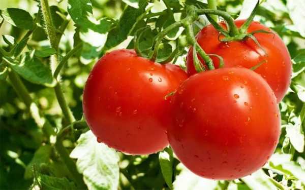 西红柿含有什么营养（西红柿含有什么营养价值高）