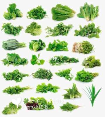 绿叶营养餐（绿叶蔬菜营养价值排行榜）