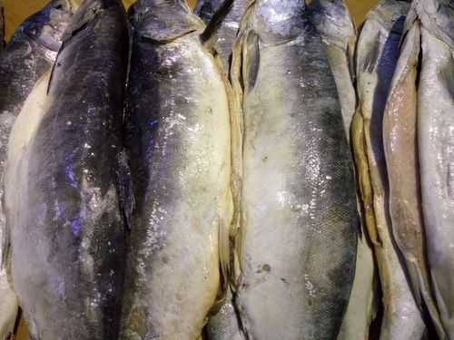 朝鲜松鱼的营养价值（朝鲜松鱼是什么东西）