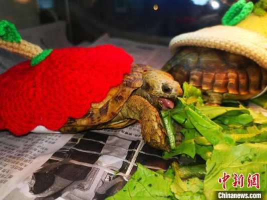 关于野生乌龟怎么做有营养的信息